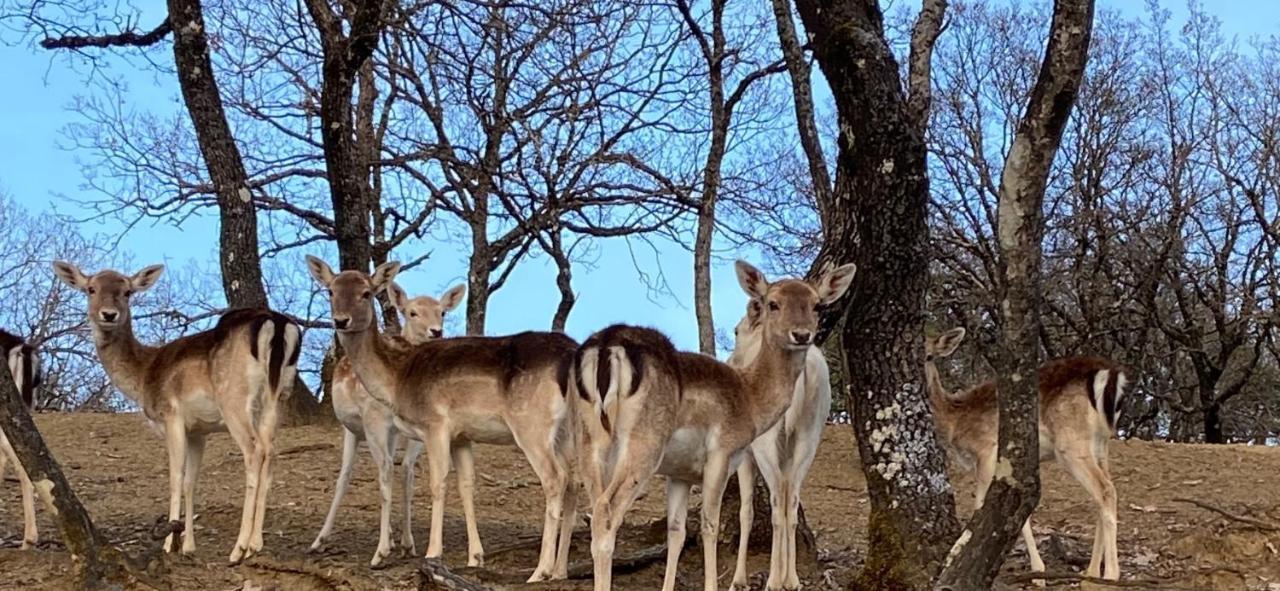 Bourazani Wild Life Resort Konitsa Esterno foto