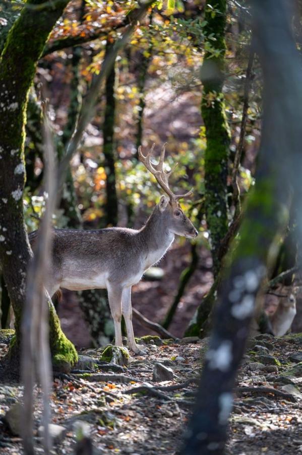 Bourazani Wild Life Resort Konitsa Esterno foto
