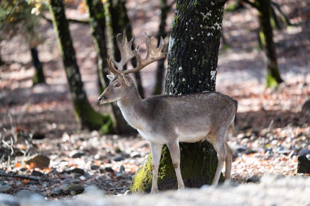 Bourazani Wild Life Resort Konitsa Esterno foto