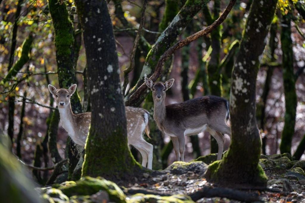 Bourazani Wild Life Resort Konitsa Esterno foto