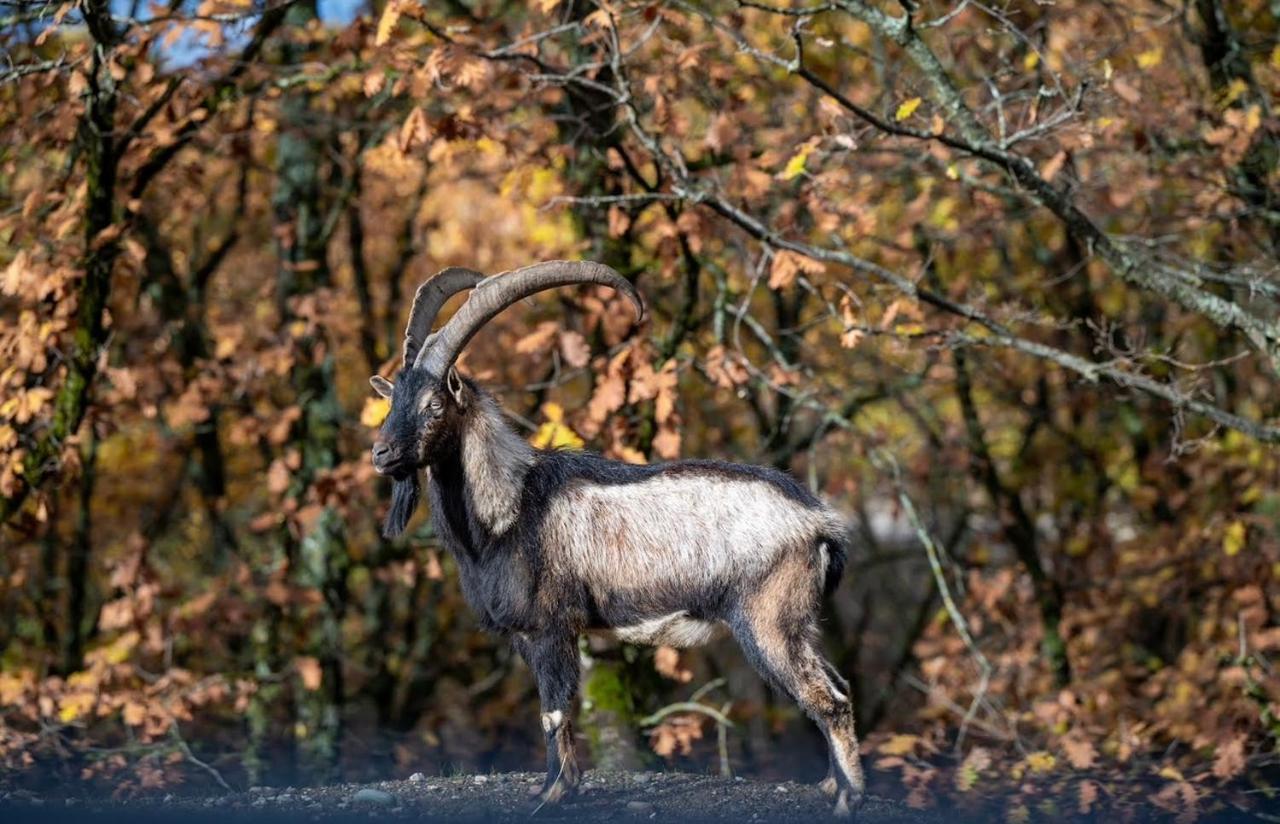 Bourazani Wild Life Resort Konitsa Esterno foto
