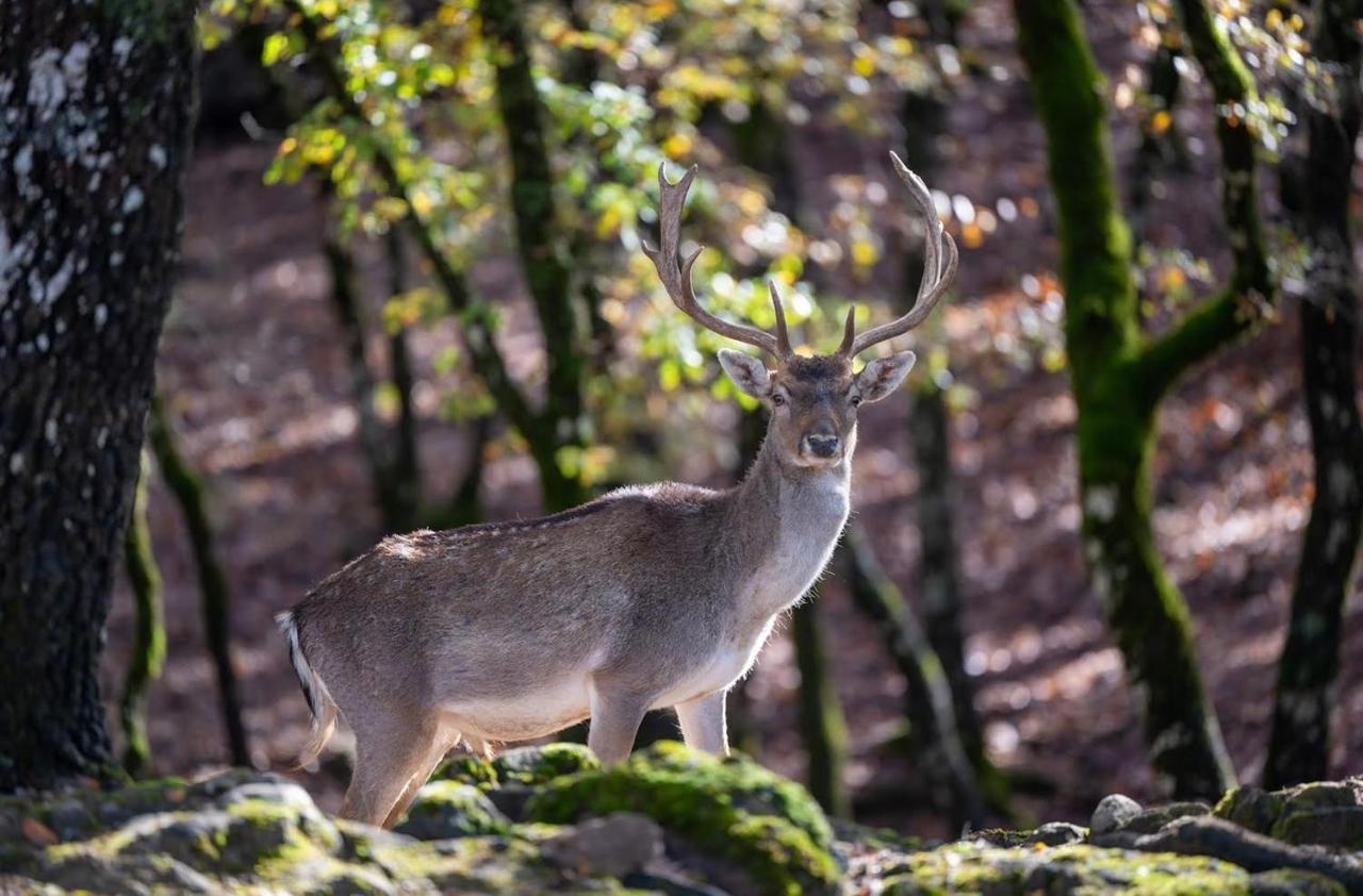 Bourazani Wild Life Resort Konitsa Esterno foto