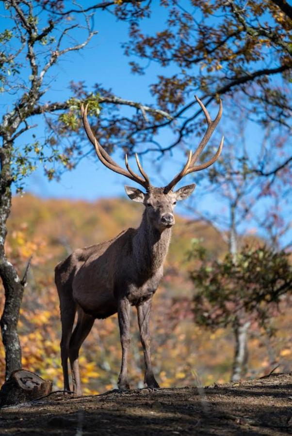 Bourazani Wild Life Resort Konitsa Esterno foto