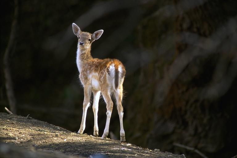 Bourazani Wild Life Resort Konitsa Esterno foto